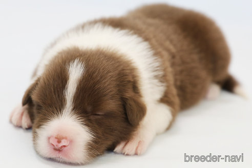 成約済の神奈川県のボーダーコリー-335189の8枚目